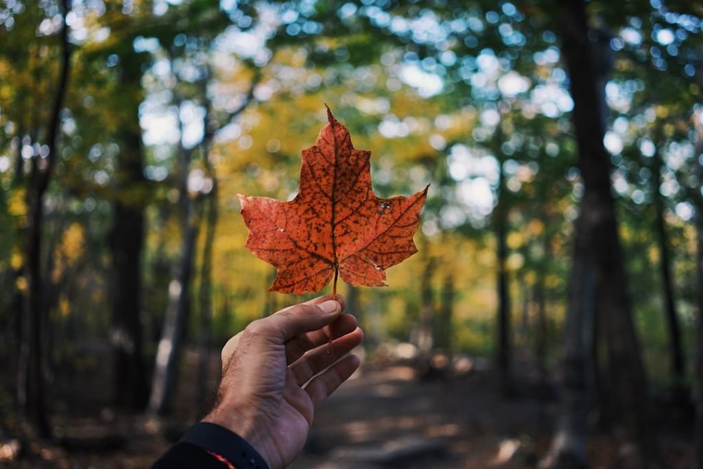 canada visa with pte